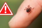 Spitalul Județean de Urgență Buzău avertizează: crește riscul înțepăturilor de căpușe în sezonul cald